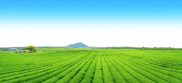 Tea Farm Hill Clear Day Tea Plantation Jeju Island Panorama Stock Photo