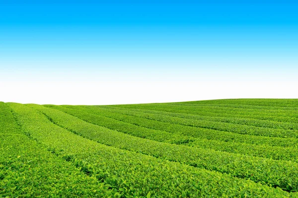 Tea Farm Hill Clear Day Tea Plantation Jeju Island Royalty Free Stock Images