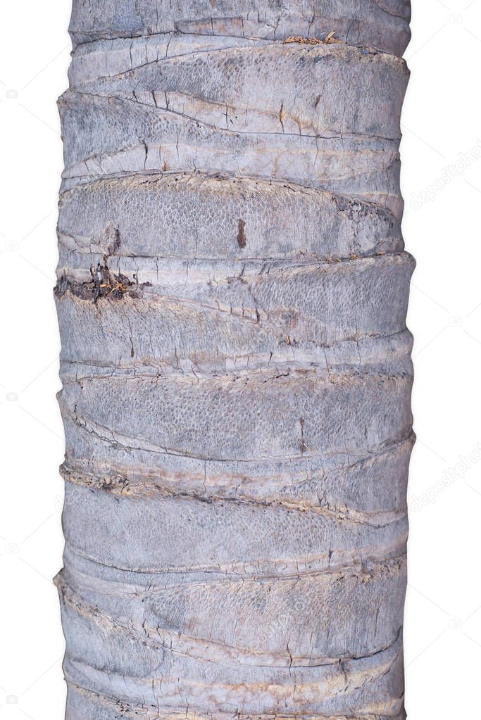Bark of coconut tree texture isolate on white background.