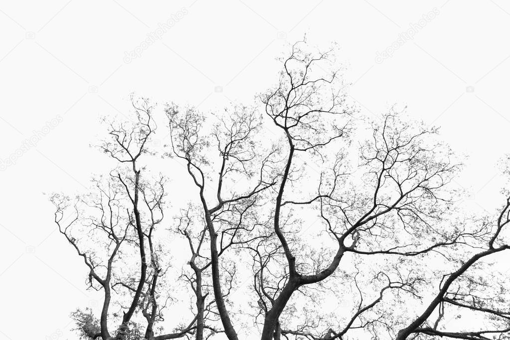 Dead tree or dry, gray tone.