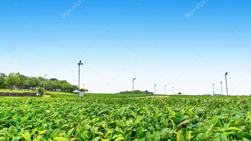 Tea farm on the hill in a clear day With wind turbine, tea plantation on Jeju Island.
