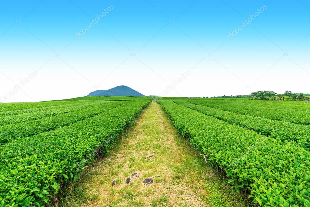 Walkway in Tea farm on the hill in a clear day, tea plantation on Jeju Island.