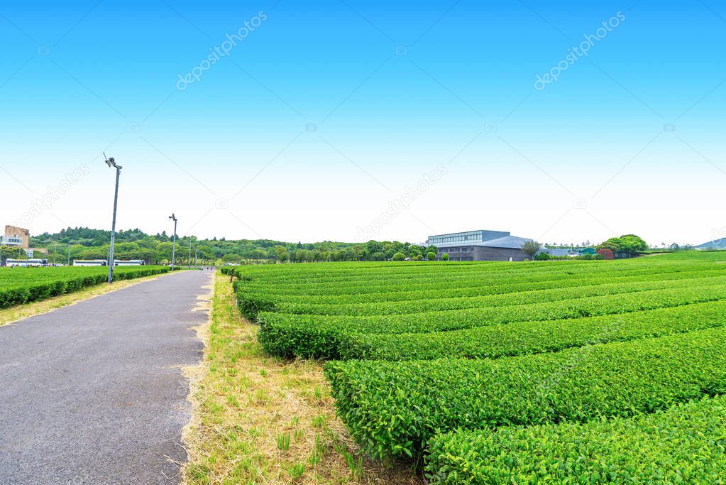 Walkway in Tea farm on the hill in a clear day, tea plantation on Jeju Island.