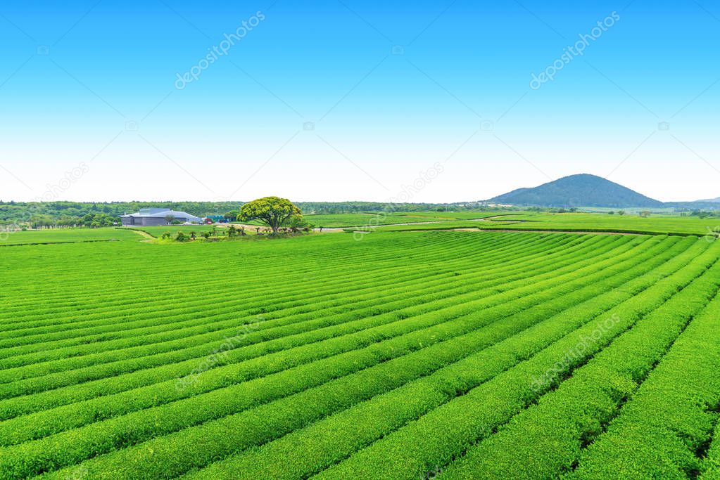 Tea farm on the hill in a clear day, tea plantation on Jeju Island.