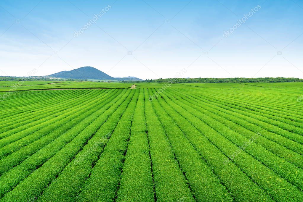 Tea farm on the hill in a clear day, tea plantation on Jeju Island.