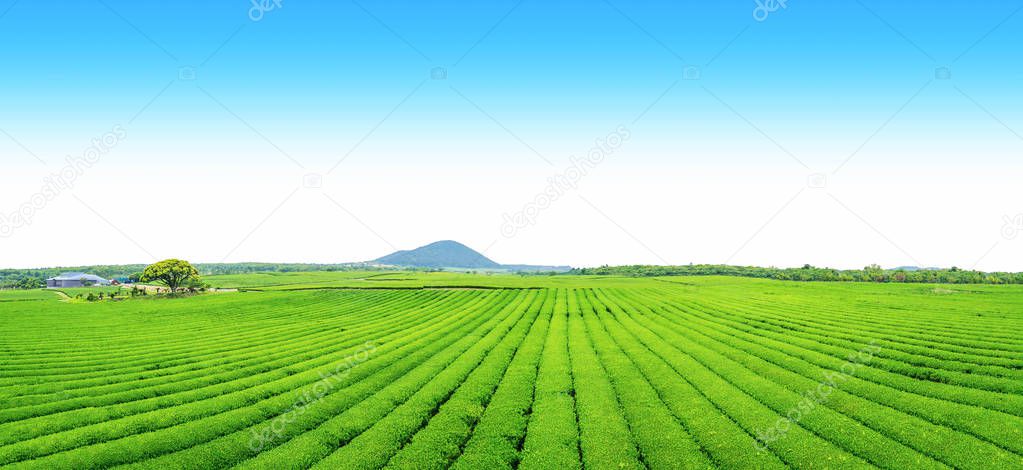 Tea farm on the hill in a clear day, tea plantation on Jeju Island panorama view.