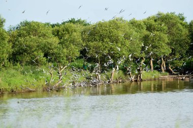 Doğal ortamlarındaki büyük bir kuş sürüsü nehrin üzerinde uçuyor. 