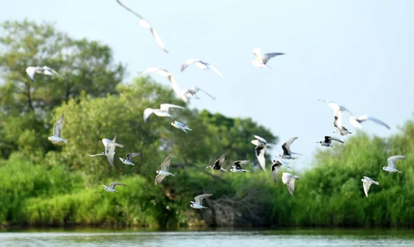 Grand Troupeau Oiseaux Dans Leur Habitat Survolant Rivière — Photo