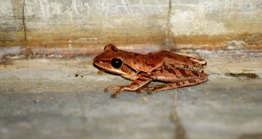 Şirin kurbağaya yaklaş.