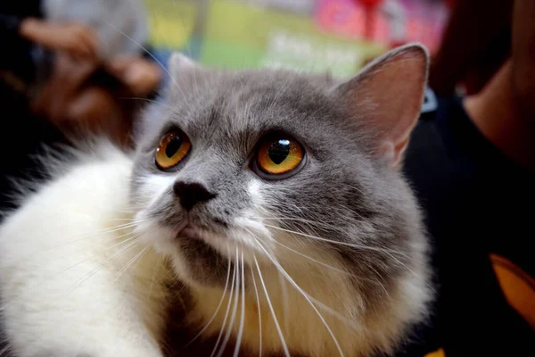 Close Portrait Cute Gray White Domestic Cat — Stock Photo, Image