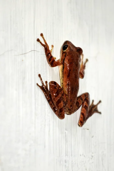 Close Cute Frog — Stock Photo, Image
