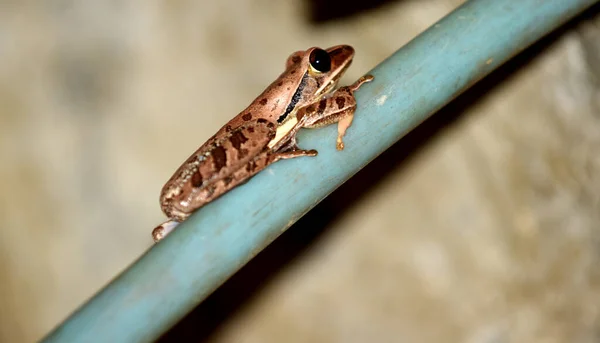 Primer Plano Rana Linda — Foto de Stock