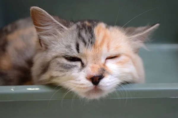 Close Cute Domestic Cat Stock Picture