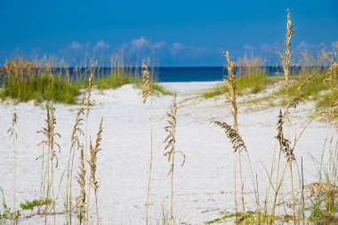 Selective focus of sea oats Mexico Beach white sand blue sky blue water gulf of mexico