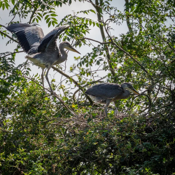 Vahşi Gri Balıkçıllar Cinerea Ardea Yetişkin Fledglings Bir Heronry Içinde — Stok fotoğraf