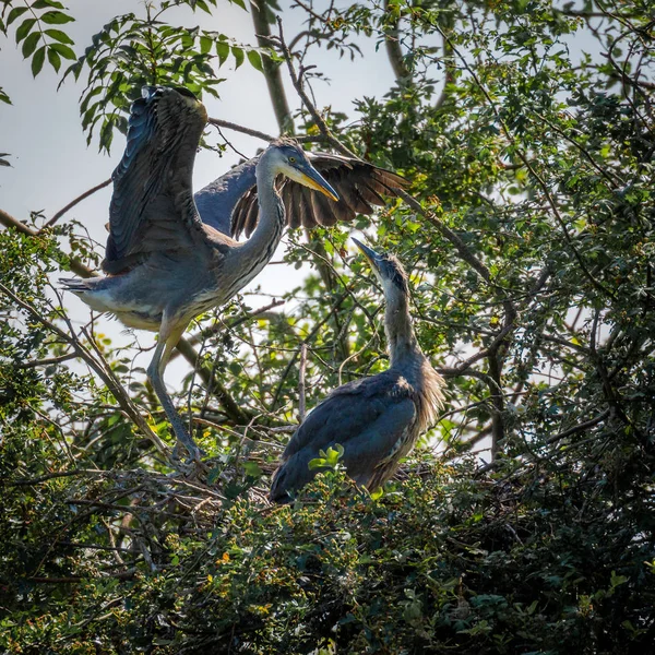 Άγριο Γκρι Ερωδιοί Ενήλικες Cinerea Ardea Και Νεοσσοί Φωλιάζουν Μέσα — Φωτογραφία Αρχείου