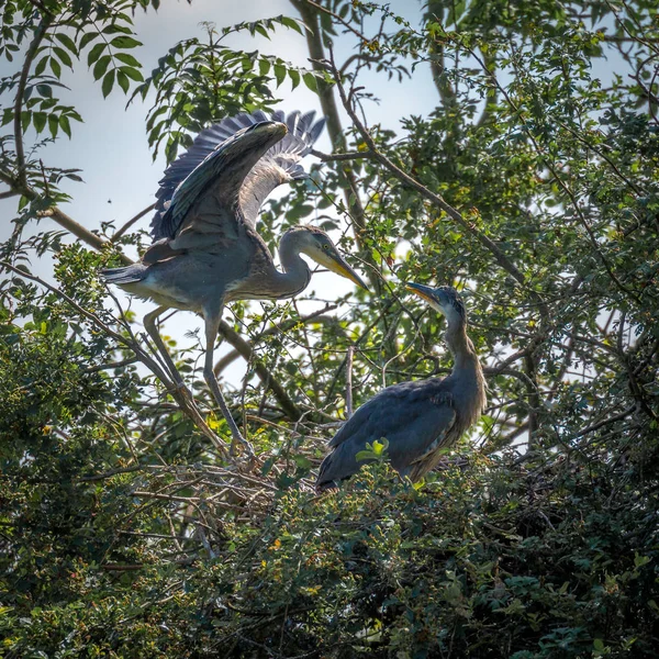 Garzas Grises Silvestres Cinerea Ardea Adultos Crías Anidando Dentro Una —  Fotos de Stock