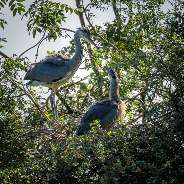 Garças Cinzentas Selvagens Adultos Cinerea Ardea Filhotes Nidificando Dentro Uma — Fotografia de Stock