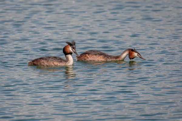 Par Bra Crested Doppingar Podiceps Cristatus Våren Parning Ritual — Stockfoto