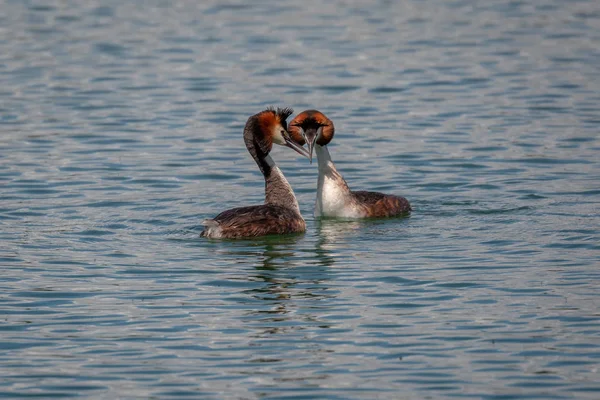 Pair Great Crested Grebes Podiceps Cristatus Spring Mating Ritual — Stock Photo, Image