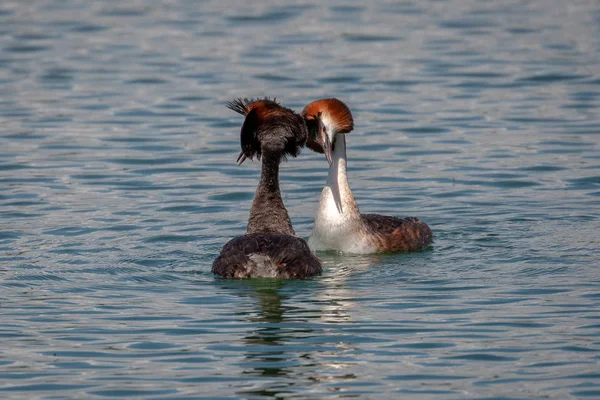 Pair Great Crested Grebes Podiceps Cristatus Spring Mating Ritual — Stock Photo, Image