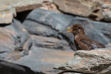 Ortak Blackbird piliç (Turdus merula)