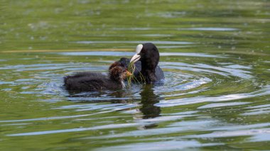 Avrasya coot, (Fulica Atra) onun kızlarla Yüzme