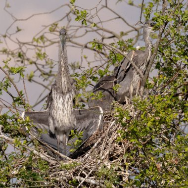 Vahşi gri balıkçıllar, (Cinerea Ardea) Yetişkin ve fledglings, bir heronry içinde iç içe geçirme.