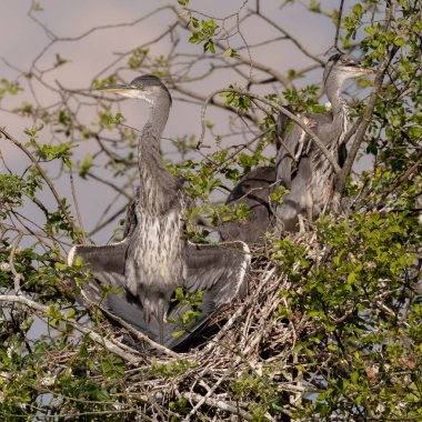 Vahşi gri balıkçıllar, (Cinerea Ardea) Yetişkin ve fledglings, bir heronry içinde iç içe geçirme.
