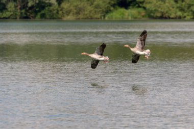 Boz kaz (Anser anser) uçuş smal sürüsü