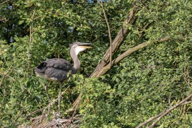 Vahşi gri balıkçıl (Cinerea Ardea) acemi çaylak, bir heronry içinde iç içe geçirme.