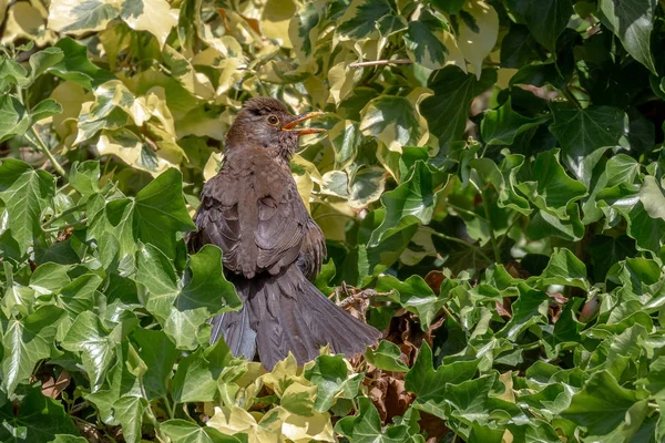 Pollito Mirlo Común Turdus Merula — Foto de Stock