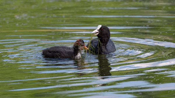 Avrasya Coot Fulica Atra Onun Kızlarla Yüzme — Stok fotoğraf