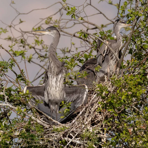 Vilda Grå Häger Cinerea Ardea Vuxna Och Ungar Häckar Inom — Stockfoto