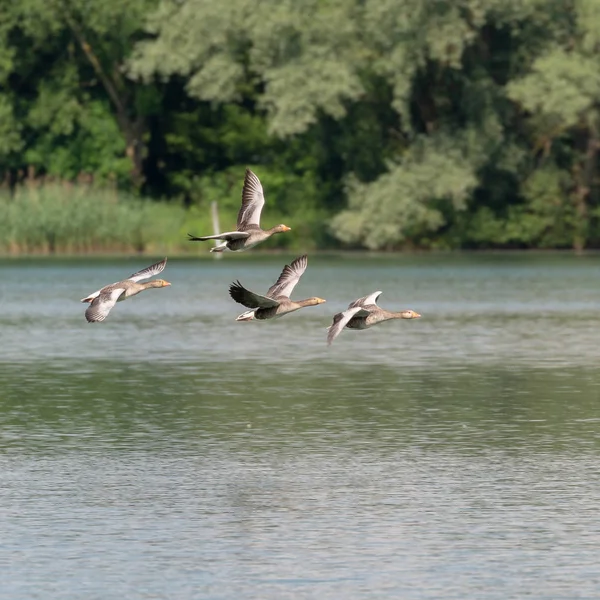 Smal Flock Greylag Geese Anser Anser Flight — Stock Photo, Image