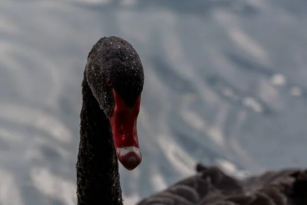 Cisne Negro Salvaje Cygnus Atratus Con Mosquitos Nadando Lago Interior — Foto de Stock