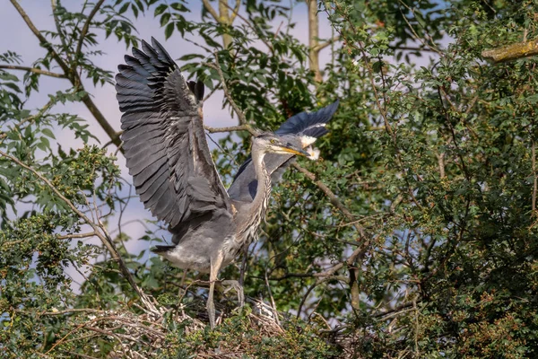 Garza Gris Silvestre Cinerea Ardea Incipiente Anidando Dentro Una Herejía — Foto de Stock