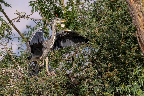 Garza Gris Silvestre Cinerea Ardea Incipiente Anidando Dentro Una Herejía —  Fotos de Stock