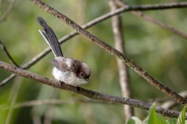 Vahşi uzun kuyruklu baştankara (Bayağı uzunkuyruk portresi)