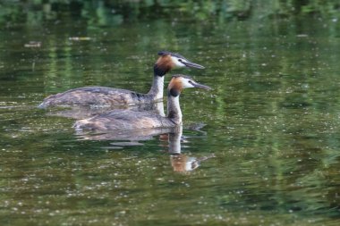 Büyük tepeli dalgıç (Podiceps cristatus çifti)