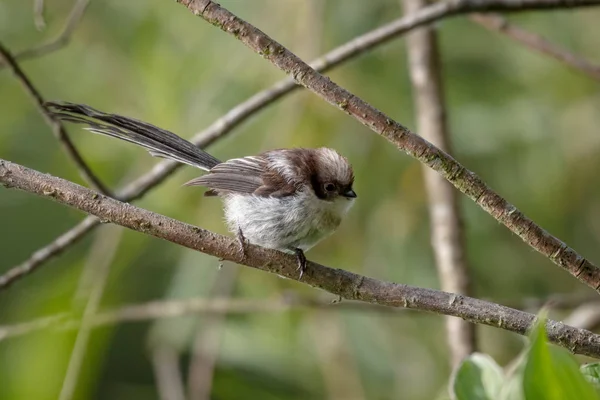 Vad Hosszú Farkú Cinege Aegithalos Caudatus Portréja — Stock Fotó