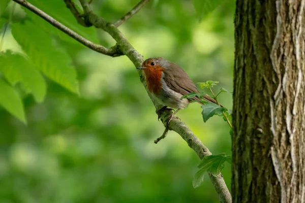 Robin Roșu Britanic Erithacus Rubecula — Fotografie, imagine de stoc
