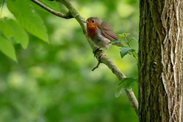 Brittiska Robin Rödhane Erithacus Rubecula — Stockfoto