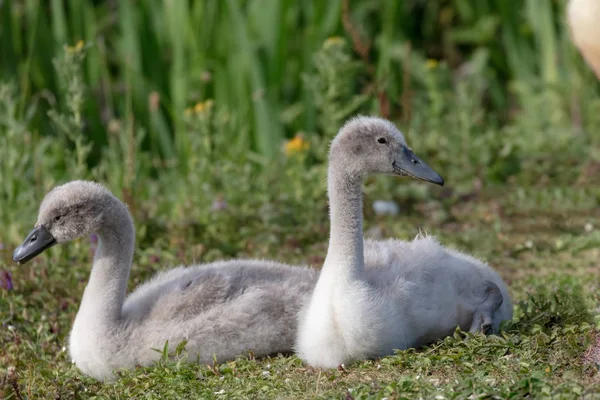 Mute Swan Cygnet Cygnus Olor — Stock Photo, Image