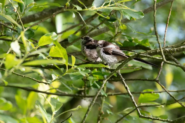 Ritratto Tetta Selvatica Dalla Coda Lunga Aegithalos Caudatus — Foto Stock