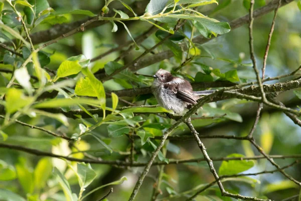 Vad Hosszú Farkú Cinege Aegithalos Caudatus Portréja — Stock Fotó