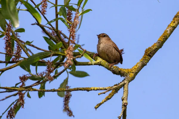 Ευρωπαϊκό Wren Nannus Troglodytes — Φωτογραφία Αρχείου