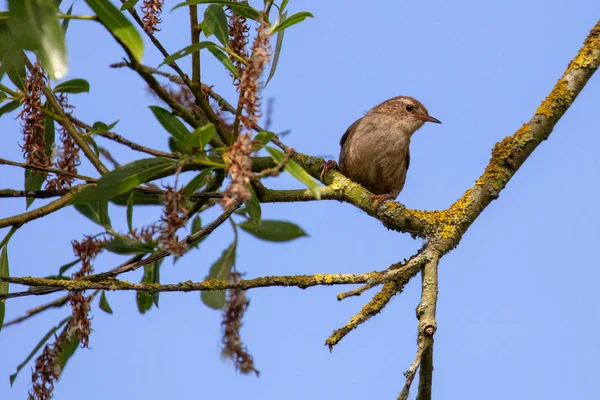 Zaunkönig Nannus Troglodytes — Stockfoto