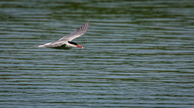 Kuzey kutup sumrusu (sterna paradisaea), uçuş ile balık