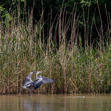 Vahşi gri balıkçıl (Cinerea Ardea)
